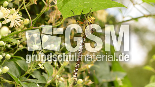 Blaugrüne Mosaikjungfer  (21).jpg